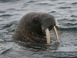 Walrus (Odobenus Rosmarus Rosmarus) Forage on the Sea Floor Photographic Print by Louise Murray
