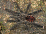 Tarantula (Avicularia), Allpahuayo Mishana National Reserve, Iquitos, Peru Photographic Print by Thomas Marent