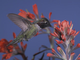 Male Anna's Hummingbird, Calypte Anna, Nectaring on Paintbrush Flowers, Western USA Photographic Print by Charles Melton