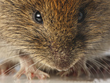 Bank Vole (Clethrionomys Glareolus) Photographic Print by Denis Palanque