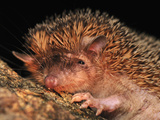 Greater Hedgehog Tenrec (Setifer Setosus), Ankarana National Park, Northern Madagascar Impressão fotográfica por Thomas Marent