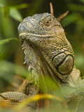 Iguana (Iguana Iguana), Costa Rica Photographie par Joe McDonald