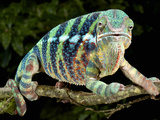 Panther Chameleon (Furcifer Pardalis), Captive Photographic Print by Michael Kern