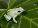 Golden Poison Frog (Phyllobates Terribilis) Photographic Print by Joe McDonald