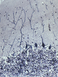 Purkinje Cells in the Cerebellum of the Brain, LM X80 Photographie par Ralph Hutchings