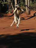 Verreaux's Sifaka Jumping (Propithecus Verreauxi), Berenty Private Reserve, Madagascar Photographic Print by Thomas Marent