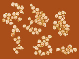 Rous Sarcoma Viruses Photographic Print by Gopal Murti