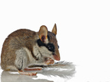 Garden Dormouse (Eliomys Quercinus) Photographic Print by Denis Palanque