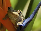 Cuban Tree Frog (Osteopilus Septentrionalis) on a Bird of Paradise (Strelitzia Reginae) Vero Beach Photographic Print by Jeff Howe