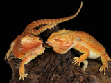 Bearded Dragon (Pogona Vitticeps), Captive Photographic Print by Michael Kern