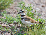 Killdeer (Charadrius Vociferus), North America Photographic Print by Neal Mischler
