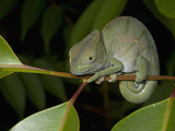 Parsons Chameleon (Calumma Parsonii) Photographic Print by Joe McDonald