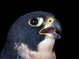 Peregrine Falcon (Falco Peregrinus), Captive Photographic Print by Michael Kern