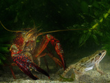Red Swamp Crayfish (Procambarus Clarckii) Can Prey on Even Adult Amphibians Photographic Print by Fabio Pupin