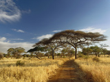 Primitive Dirt Roadway and Acacia Trees in Late Afternoon Light, Tarangire National Park, Tanzania Fotografie-Druck von Adam Jones