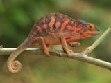 Female Panther Chameleon (Furcifer Pardalis) Lokobe Nature Special Reserve, Northern Madagascar Photographic Print by Thomas Marent