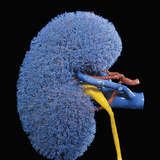 Human Kidney Circulation Resin Cast Showing the Arteries in Red and the Veins in Blue Photographic Print by Ralph Hutchings