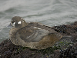 Harlequin Duck, Histrionicus Histrionicus, North America Photographic Print by Joe McDonald
