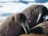 Walrus (Odobenus Rosmarus Rosmarus) on Pack Ice to Rest and Sunbathe Photographic Print by Louise Murray