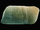Diatom Biddulphia Showing Details of its Silicious Shell, SEM X310 Photographic Print by Richard Kessel