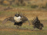 Male Greater Sage-Grouse (Centrocercus Urophasianus) Displaying Photographie par Jack Milchanowski