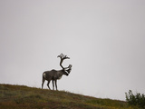 Barren-Ground Caribou (Rangifer Tarandus Groenlandicus) on a Tundra Ridge in Denali National Park Photographic Print by Joe McDonald