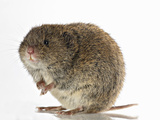 Field Vole (Microtus Agrestis) Photographic Print by Denis Palanque