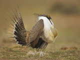 Male Greater Sage-Grouse (Centrocercus Urophasianus) Displaying Photographic Print by Jack Milchanowski