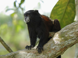 Saddleback Tamarin (Saguinus Fuscicollis), Pacaya-Samiria National Park, Peru Photographic Print by Thomas Marent