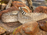 Western Diamondback Rattlesnake (Crotalus Atrox) Photographic Print by Jack Milchanowski