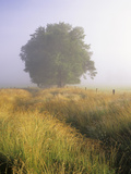 Single Tree in a Field on a Foggy Morning Photographic Print by Adam Jones