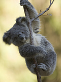 Koala (Phascolarctos Cinereus) in a Eucalyptus Tree Photographic Print by Joe McDonald