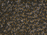 Dwarf Honeybee (Apis Florea) Open Comb Nest with Colony of Worker Bees Covering the Brood Photographic Print by Jeffrey Miller