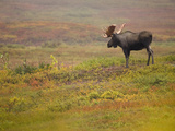 Male or Bull Moose on the Tundra (Alces Alces), Denali National Park, Alaska, USA Photographic Print by Joe McDonald