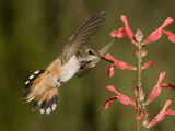 Rufous Hummingbird Female (Selasphorus Rufus) Feeding at a Salvia Flower, Scarlet Spires Variety Fotografisk tryk af Charles Melton