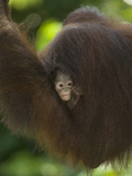 Young Orangutan Cuddled in the Fur of a Parent (Pongo Pygmaeus) Photographic Print by Joe McDonald
