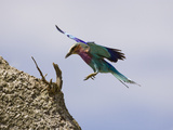 Lilac-Breasted Roller (Coracias Caudata) Flying into Nest Hole, Masai Mara, Kenya Photographie par Mary Ann McDonald