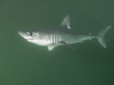Porbeagle Shark (Lamna Nasus), Bay of Fundy, New Brunswick, Canada, Atlantic Ocean Photographic Print by Andy Murch