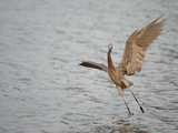 Reddish Egret Taking Off from the Water, Egretta Rufescens, Southern USA Photographic Print by Arthur Morris