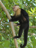 White-Throated Capuchin Climbing on a Forest Branch (Cebus Capucinus), Cahuita National Park Photographie par Thomas Marent