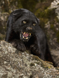 Leopard (Panthera Onca), Melanistic Morph, Growling and Snarling, Captivity Photographie par Joe McDonald