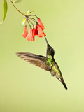 Magnificent Hummingbird Nectaring at a Red Tubular Flower (Eugenes Fulgens), Costa Rica Photographie par Joe McDonald
