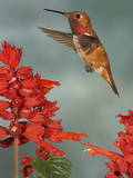 Broad-Tailed Hummingbird (Selasphorus Platycercus) Male Flying Photographic Print by Jack Milchanowski