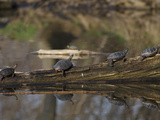 Painted Turtles (Chrysemys Picta) Sunning on a Log in a Pond Photographic Print by Robert Servranckx