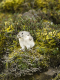 Collared Pika (Ochotona Collaris), Denali National Park, Alaska, USA Photographic Print by Mary Ann McDonald