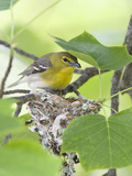 Yellow-Throated Vireo (Vireo Flavifrons) Perched at Nest Photographie par Steve Maslowski