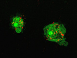 Confocal Micrograph of in Vivo Phagocytosis Two Blood Cells or Hemocytes (Green) of Fruit Fly Photographic Print by Robert Markus