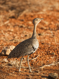 Hartlaub's Bustard Female (Eupodotis Hartlaubii), Samburu, Kenya Photographic Print by Mary Ann McDonald