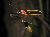 Eastern Firefly Flying (Photinus Pyralis), USA Photographic Print by Terry Priest