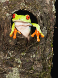 Red-Eyed Tree Frog (Agalychnis Callidryas) Peeking Out a Tree Hole Photographic Print by Joe McDonald